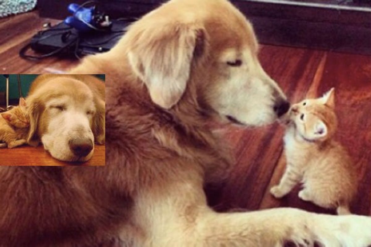 Two Ginger Buddies of Different Species, but They are Family!