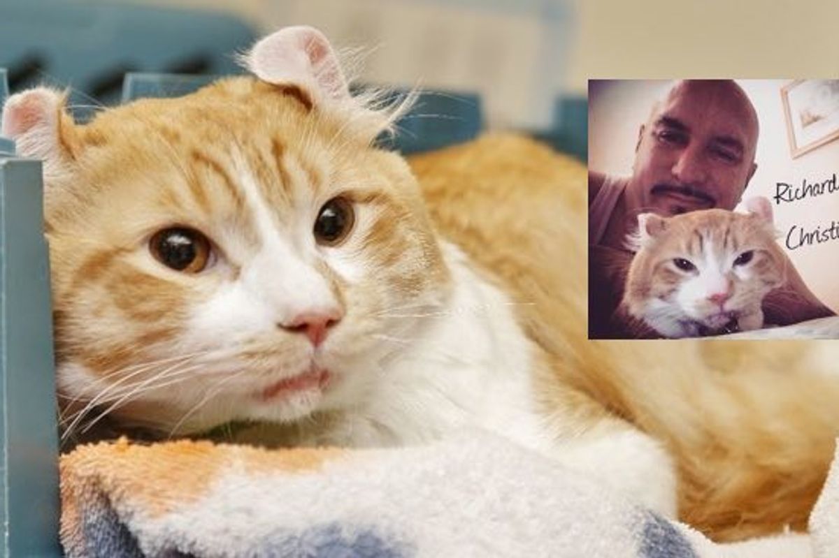 This Man Saves a Cat From Freeway While Everyone Else Refused to Help!