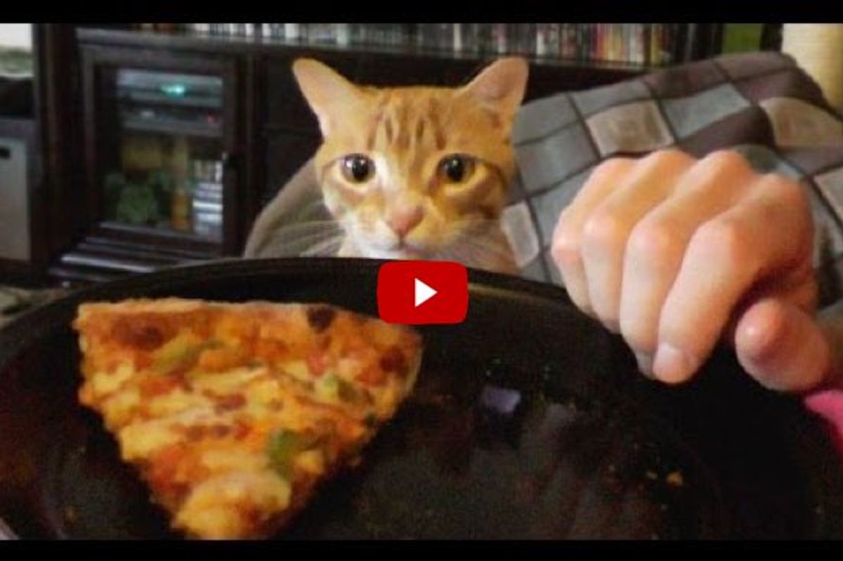 Trying To Eat with a Cat Around! The Struggle is Real!