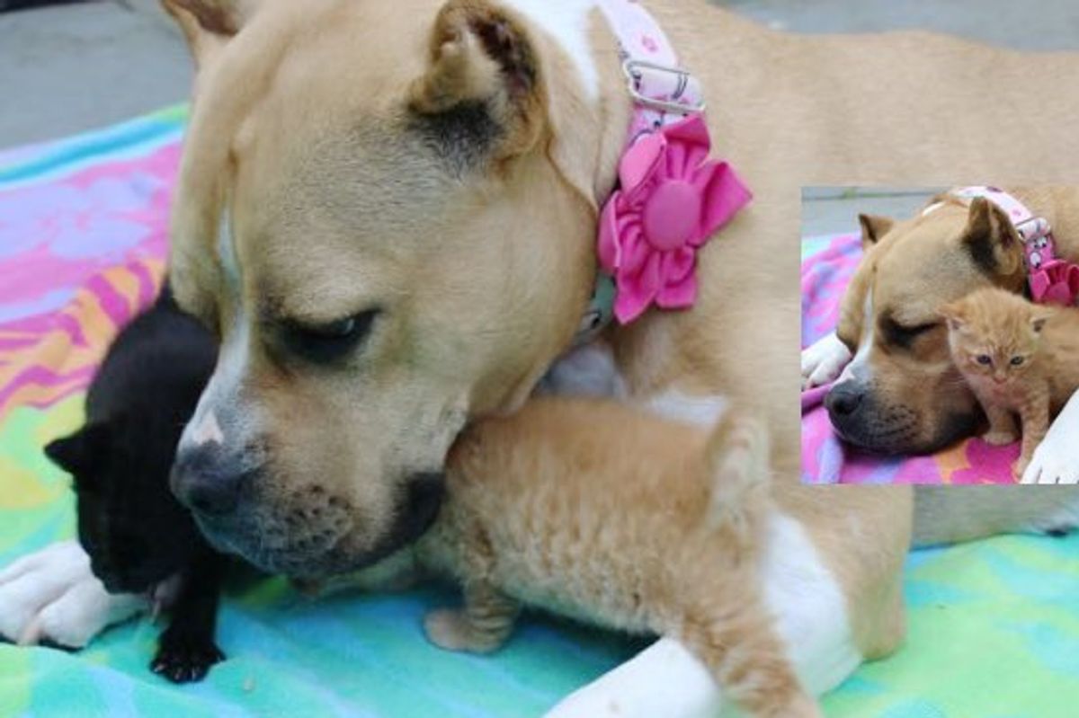 Homeless Kittens Find a Rescue Dog to Be Their New Mom!