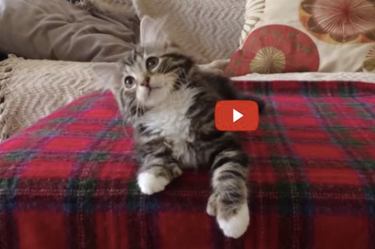 Uptown "Kitty" Funk! (adorable kitten dancing to Mark Ronson & Bruno Mars - Uptown Funk)