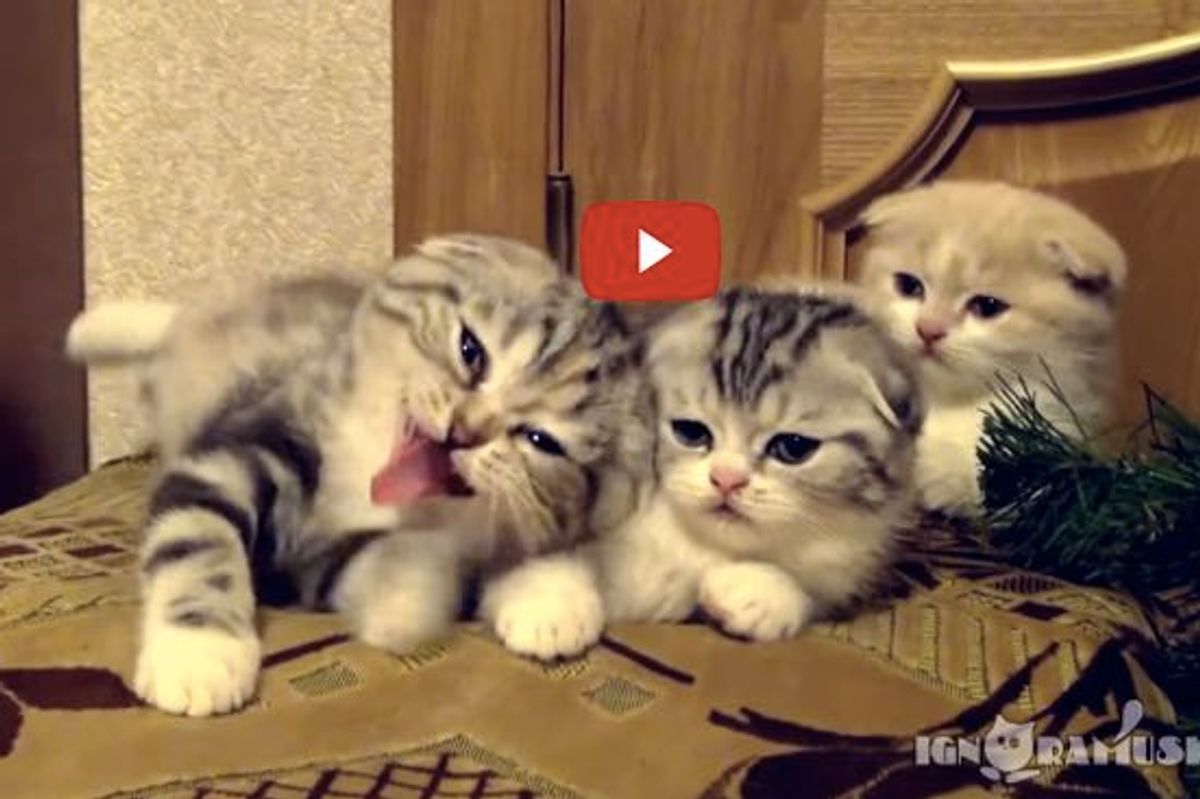 Yawning is Contagious! Proof: It Can Spread from Humans to Kitties!