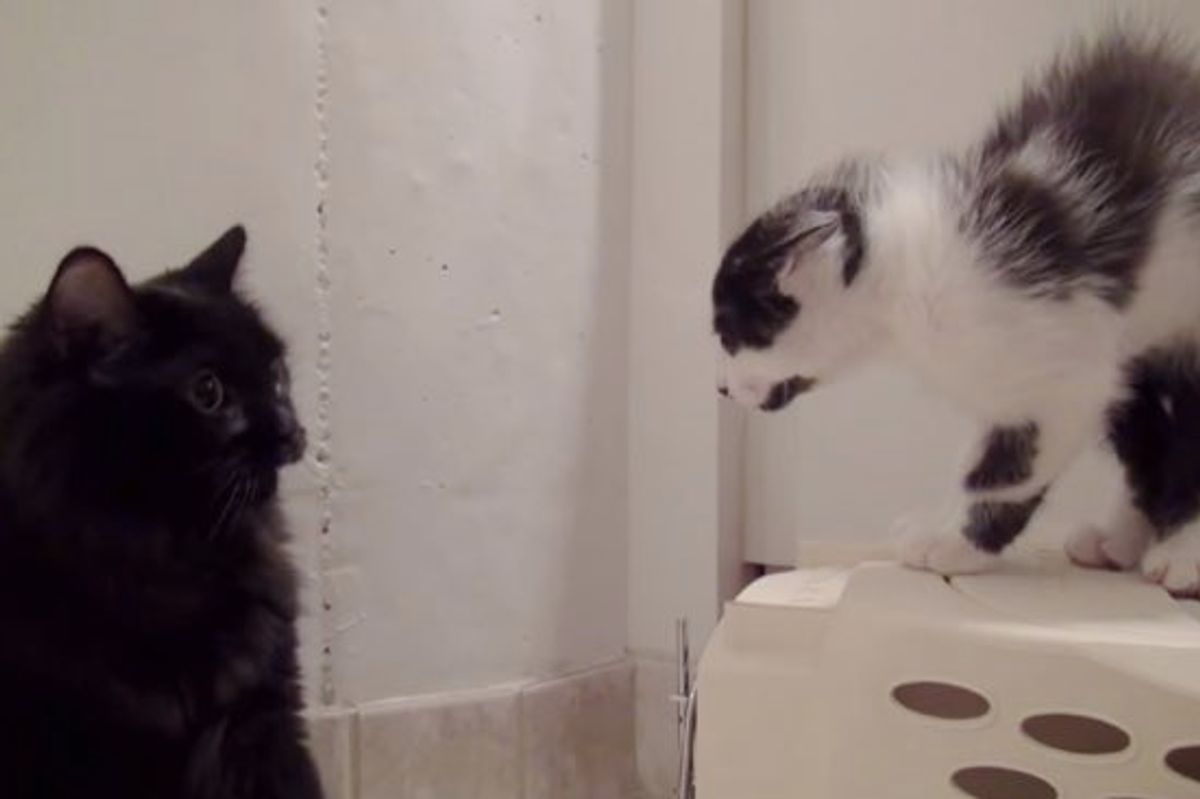 See How They Were Introduced and Became Best Friends. Love the Ending!