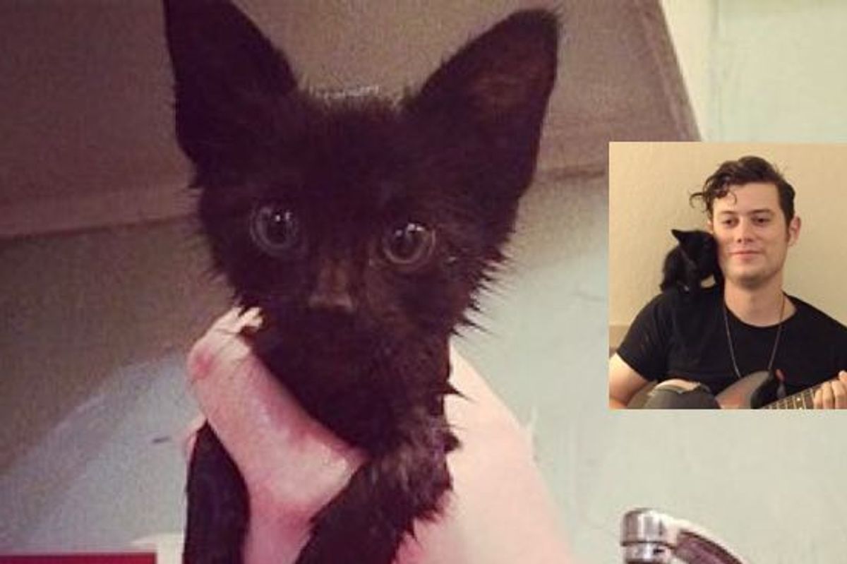 These Musicians Rescue and Care for an Abandoned Kitten While on Tour. Meet Lil Trucker!