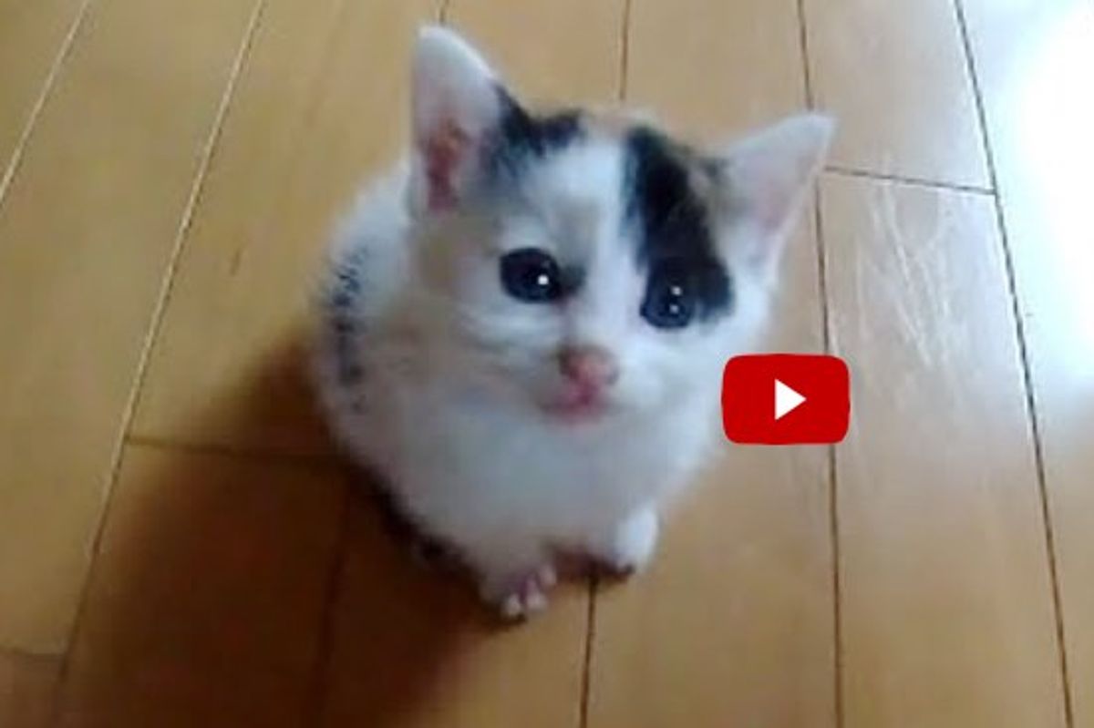 This Tiny Calico Kitty Could Crack Even the Hardest Heart!