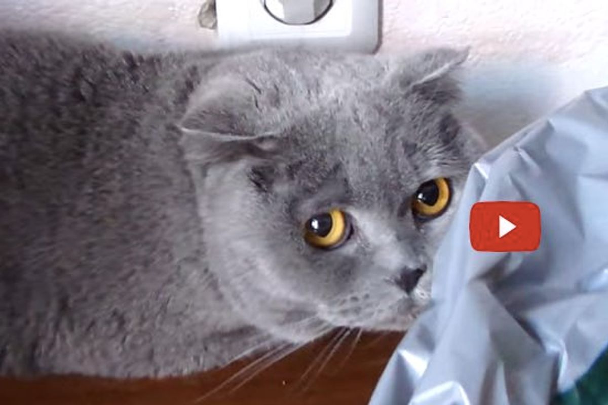 One of These Kitties Looks Guilty After Their Human Discovers His Plants Destroyed