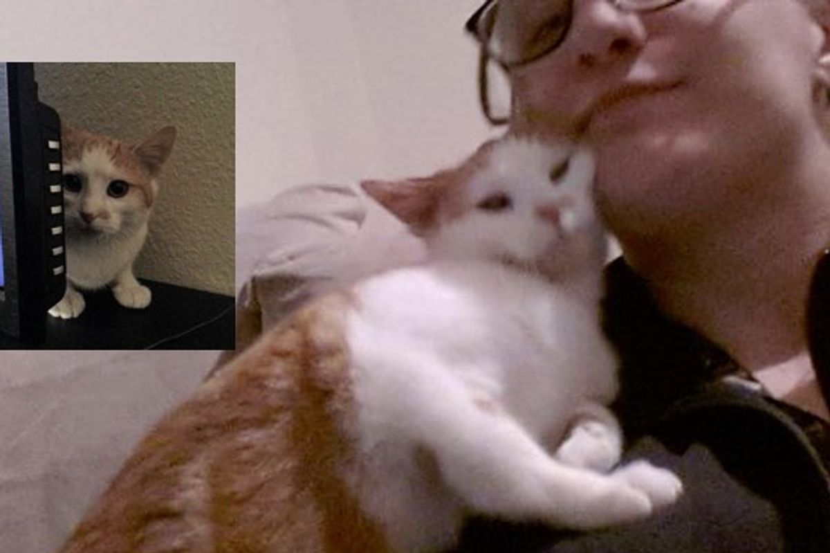 This Cat Goes from the Biggest Scaredy Kitty to the Most Loving Cat