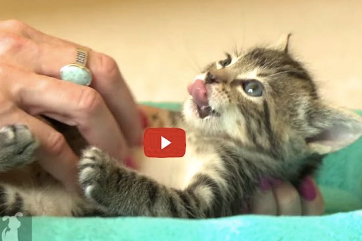 Wee Kitten Tells How Much She Loves Belly Rubs with Those Happy Paws!