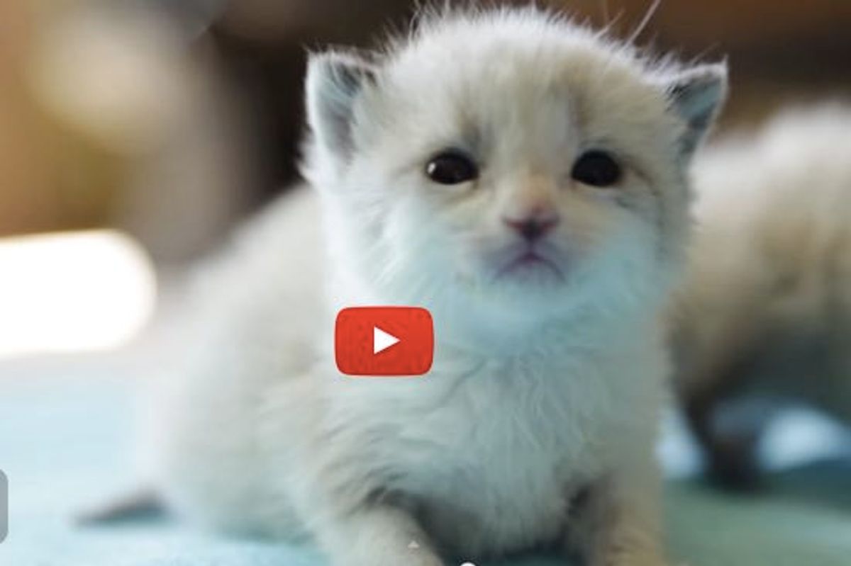 These Tiny Bottle Baby Kittens and Their Ability to Melt Our Hearts!