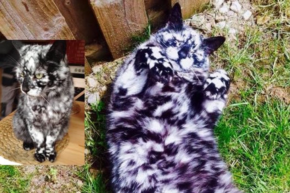 Scrappy Born a Black Cat Now Turning White due to Vitiligo