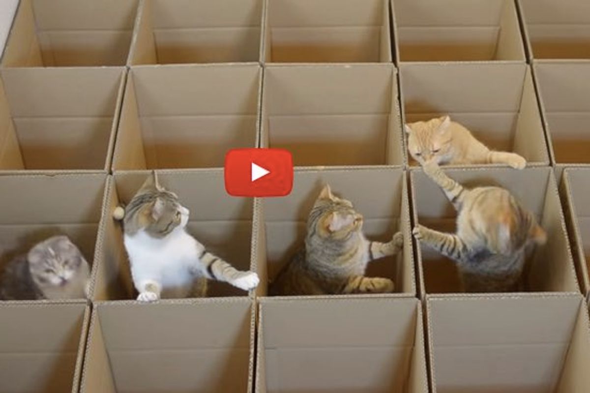 They Built a Grid of Boxes for Their 9 Cats! The Fun is Endless!