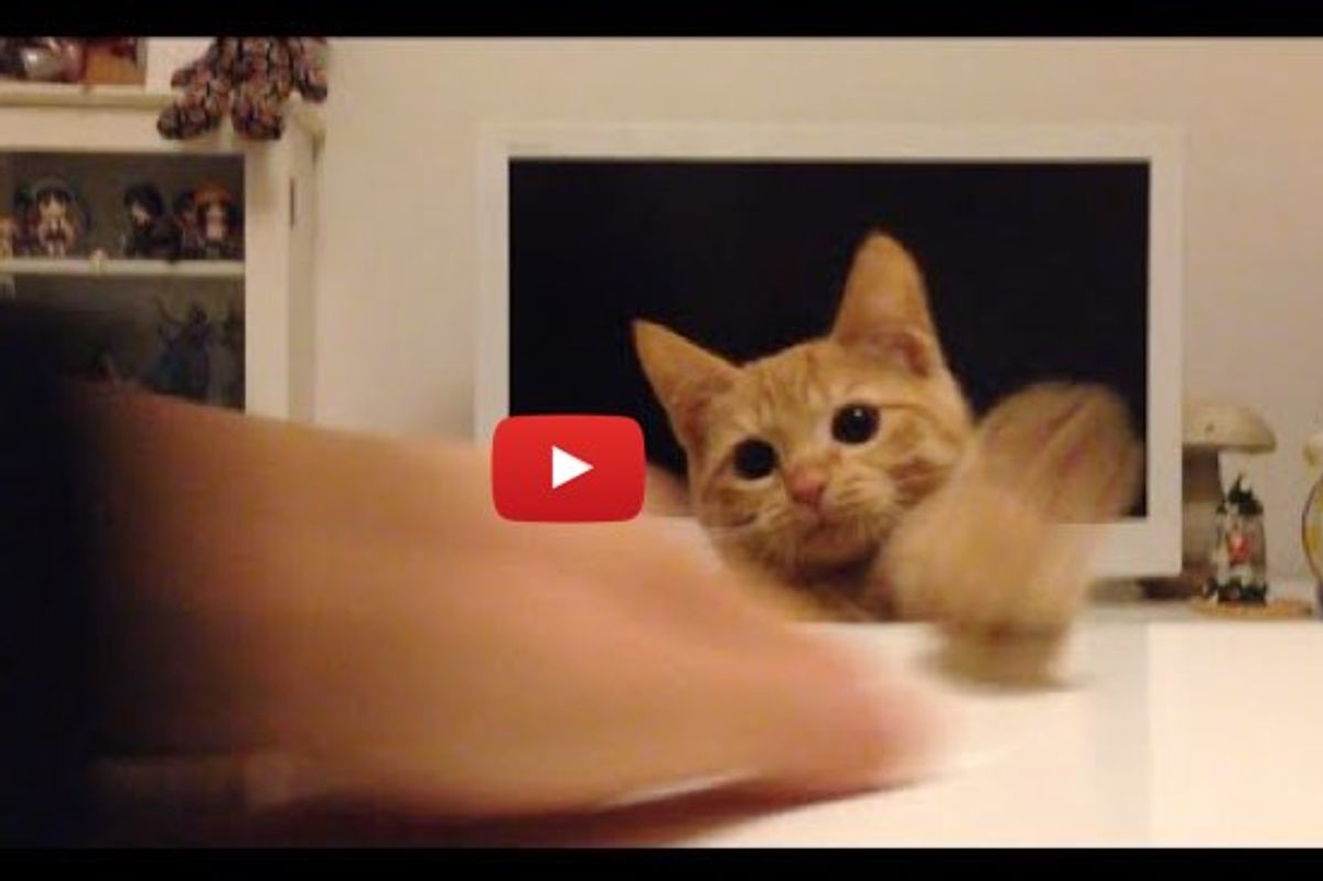 It's Hard to Wipe a Table without Getting Kitty Cute 'Attacked'