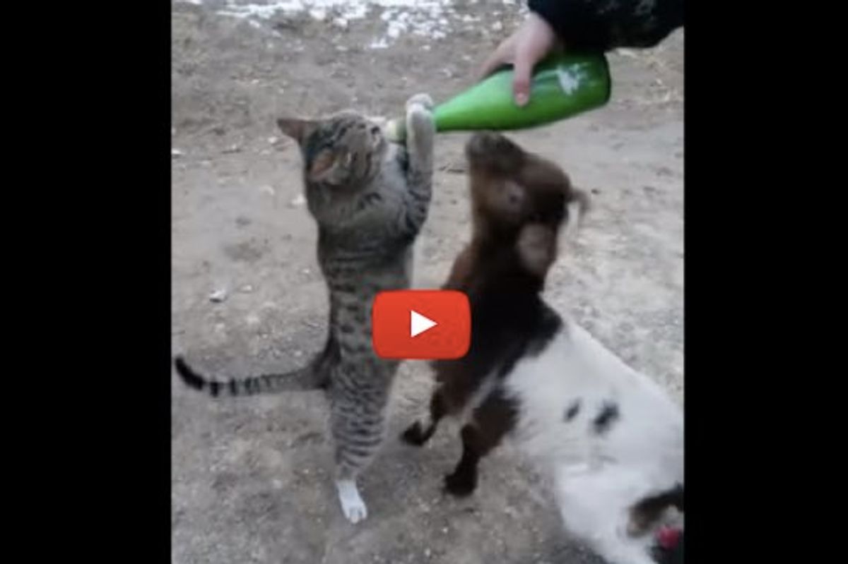 Farm Cat Wants Bottle Feeding with Goat
