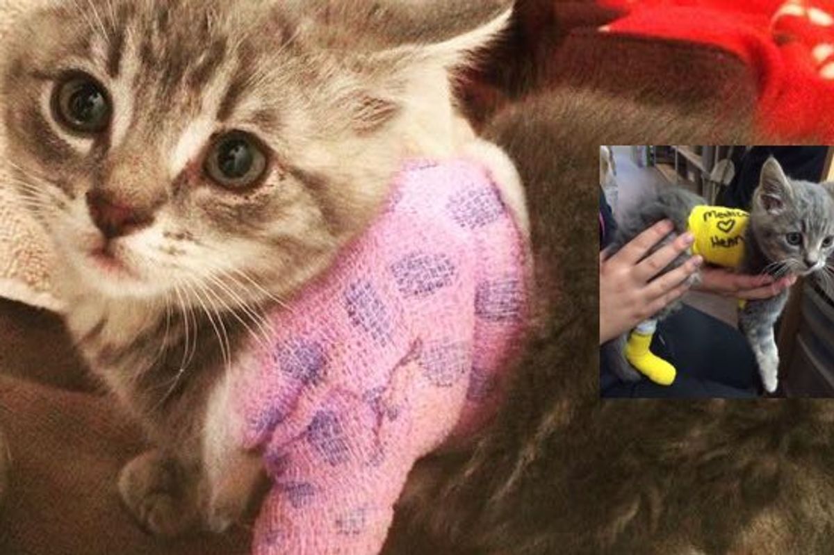 Help Little Henry the Warrior Kitty Recover!