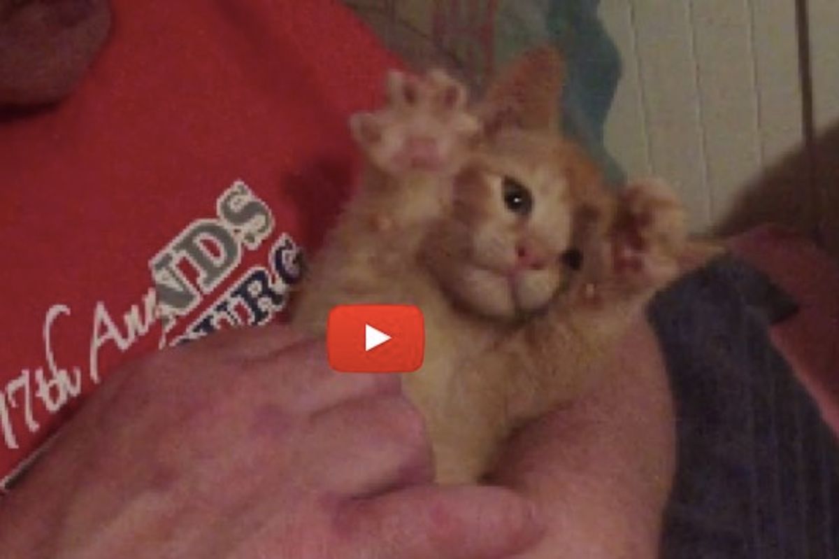 Kitty Making Air Muffins with His Paws!