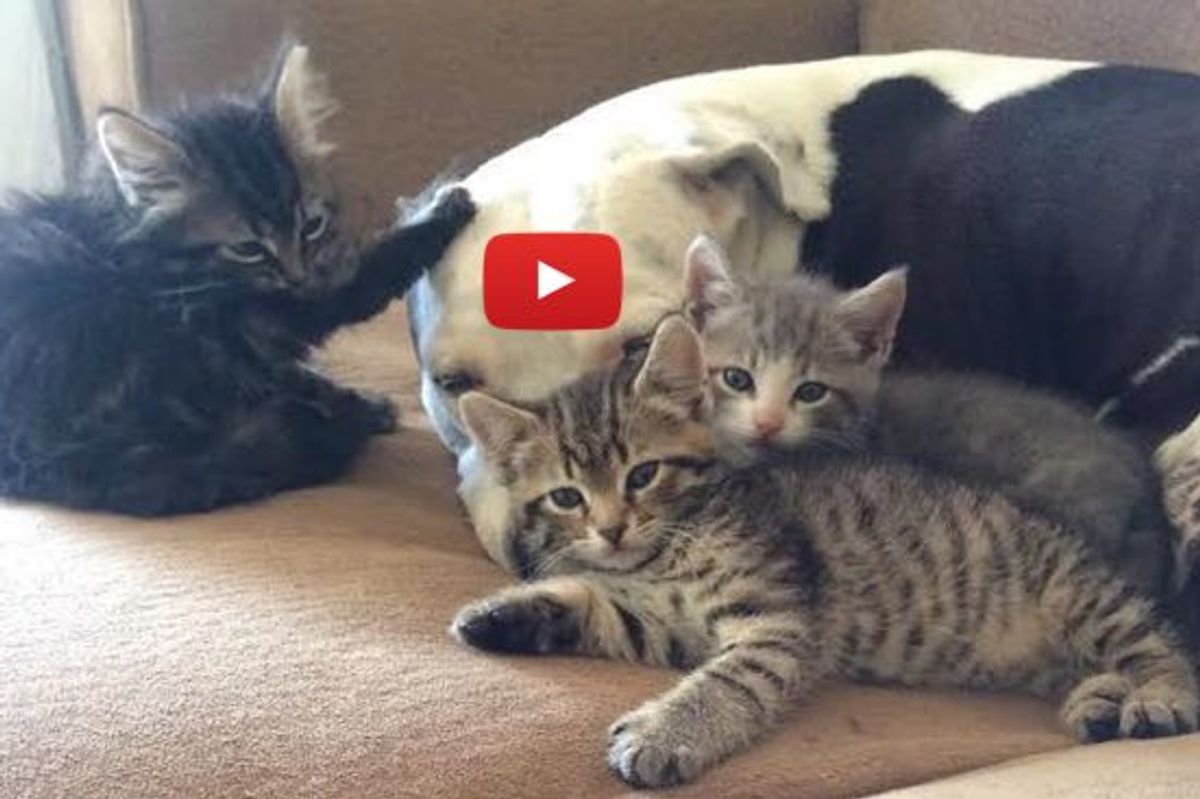 3-legged Rescue Dog Mothers Orphan Kittens with Lots of Love and Kisses