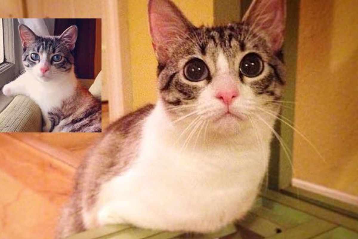 Roux the Cat Born with Two Front Nubs and She's Proud of Them!