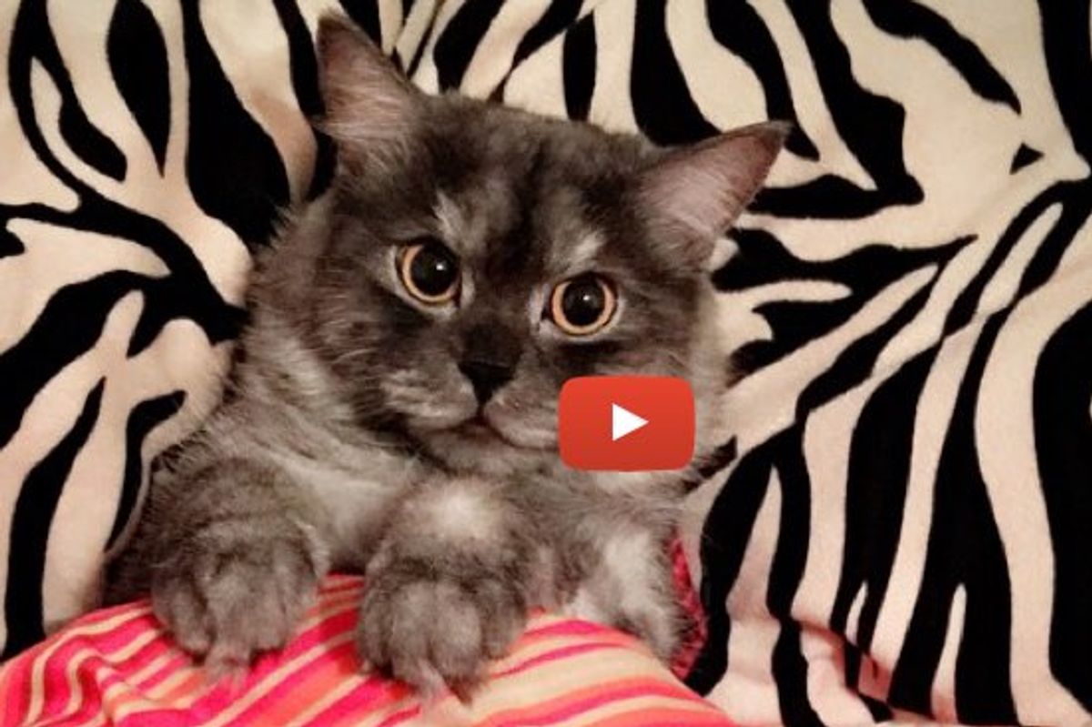 This Cat Runs to the Sink the Minute Her Human Turns on the Faucet!