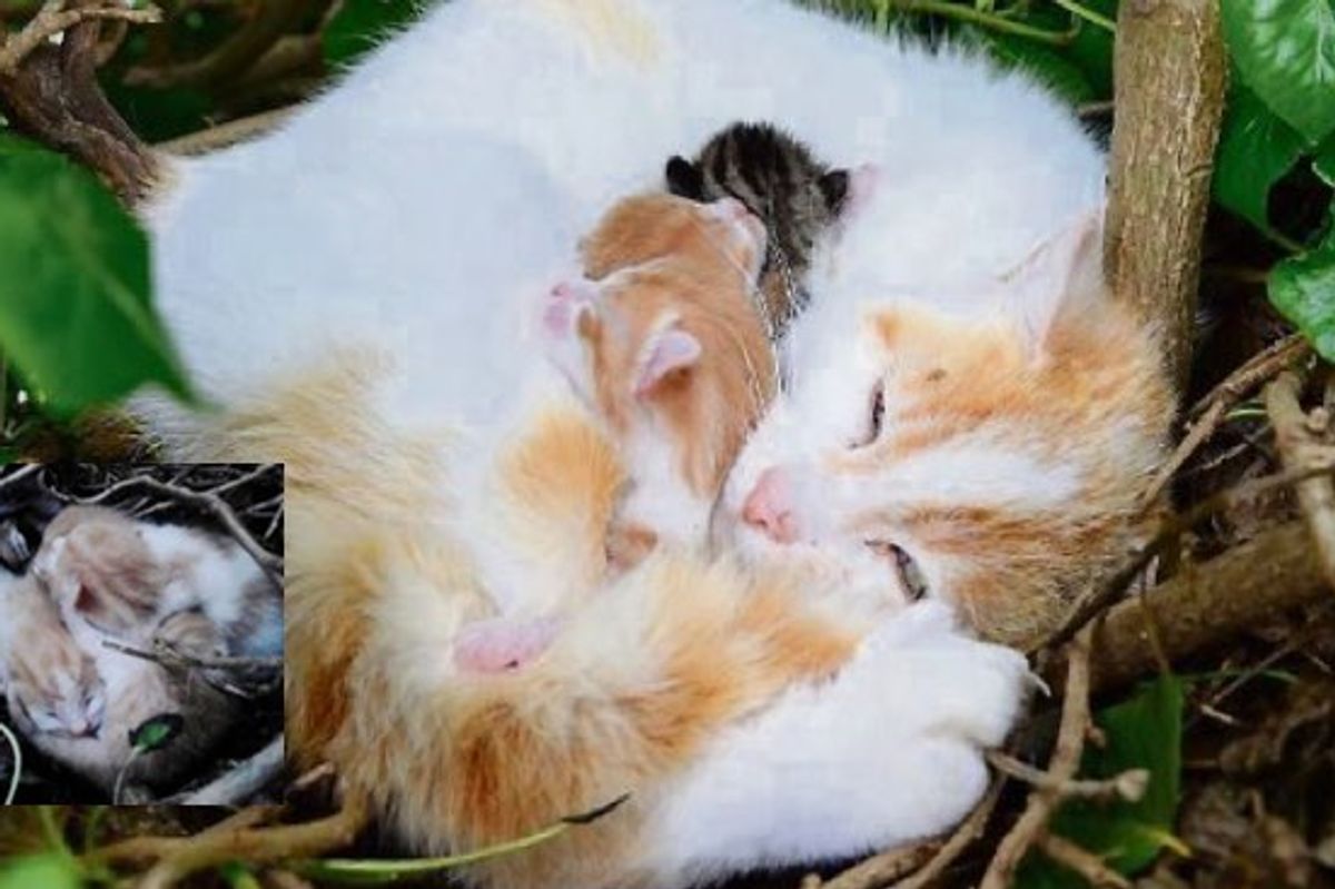 A Couple Find Furry Surprise in Birds' Nest