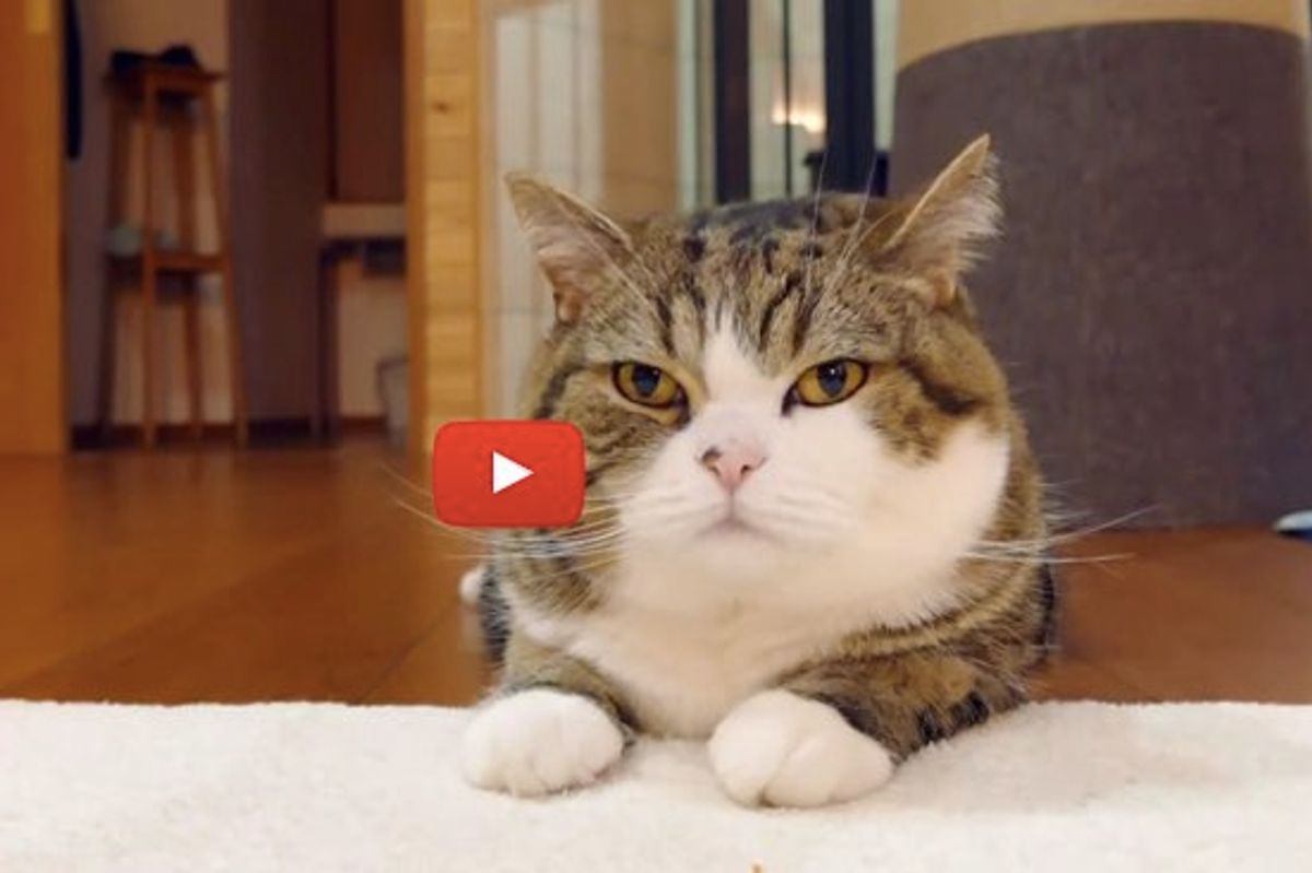 This is Maru in a Box. Can You Tell?