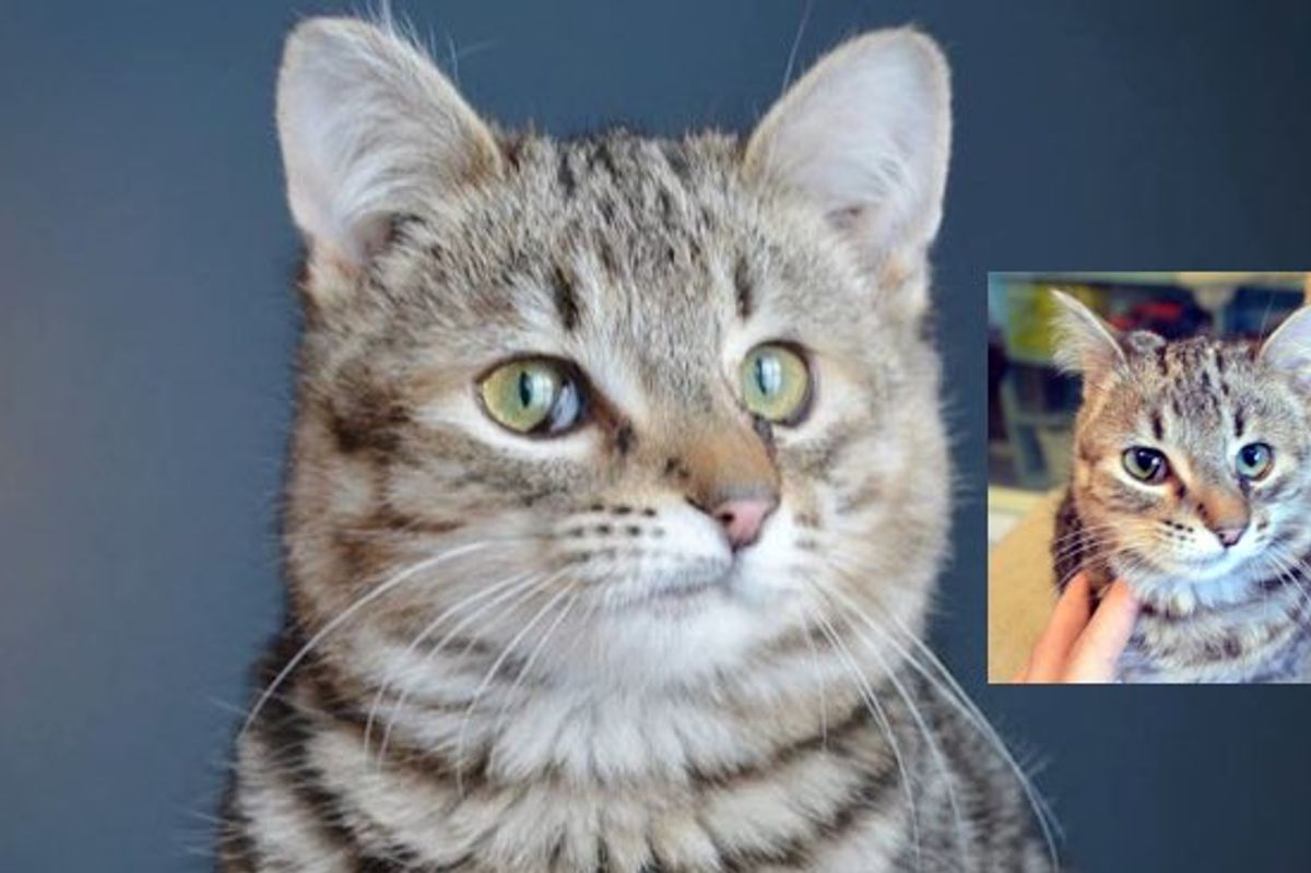 This Purrcasso Kitty's Unique Face Makes Him Doubly Cuteee!