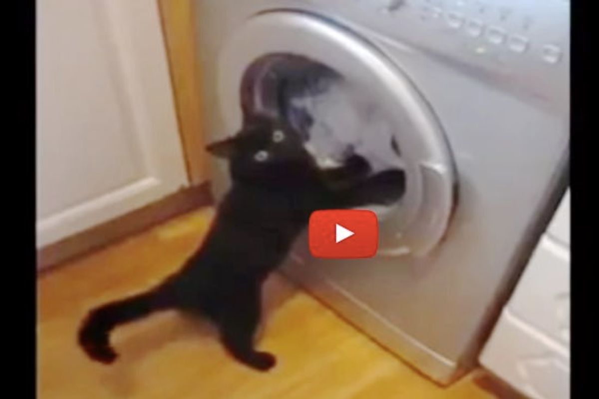 This Ninja Cat is Trying to 'Rescue' Clothes from Crazy Spinning Machine!