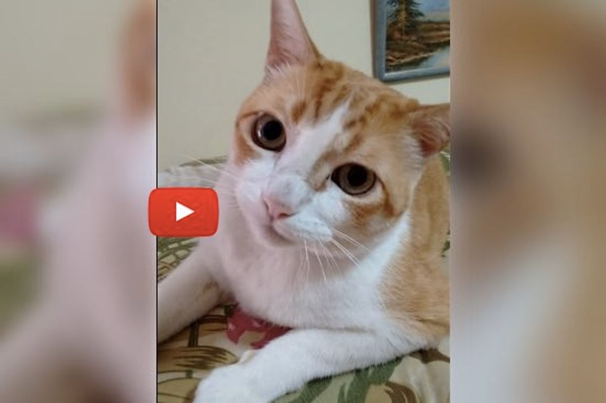 Chaninho the Cat Sings Duet with His Human! He's Happy and He Sure Knows It!