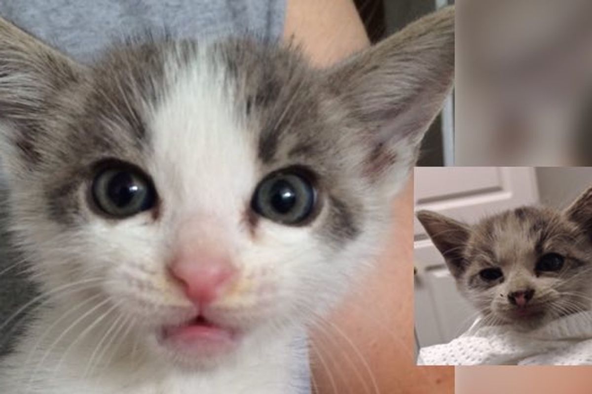 Kitten Saved from Under a Truck at Traffic Light. The Difference in One Week!