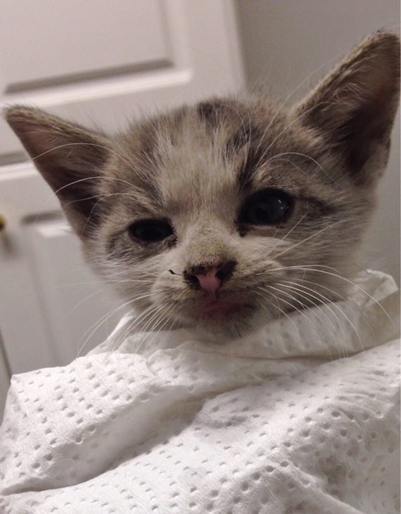 Kitten Saved from Under a Truck at Traffic Light. The Difference in One Week! - Love Meow