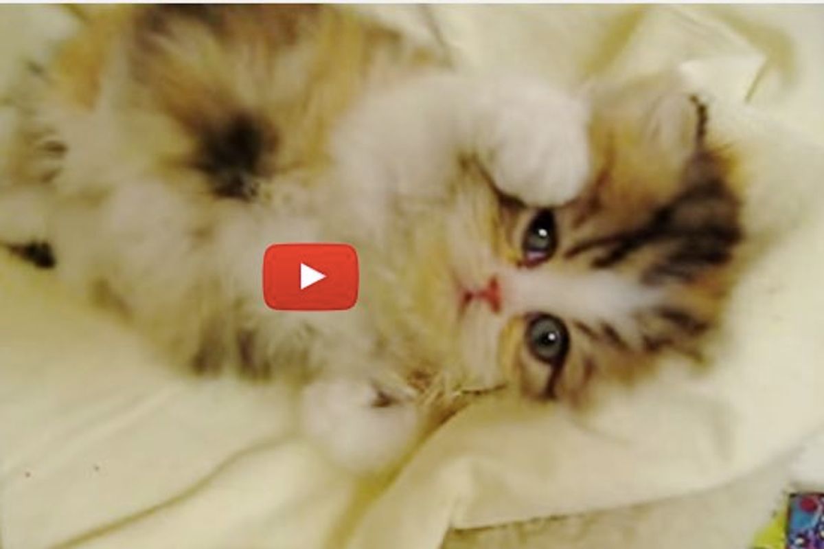 This Wiggly Little Fluffy Calico Makes Grooming Super Hard and Unbearably Cuteee!