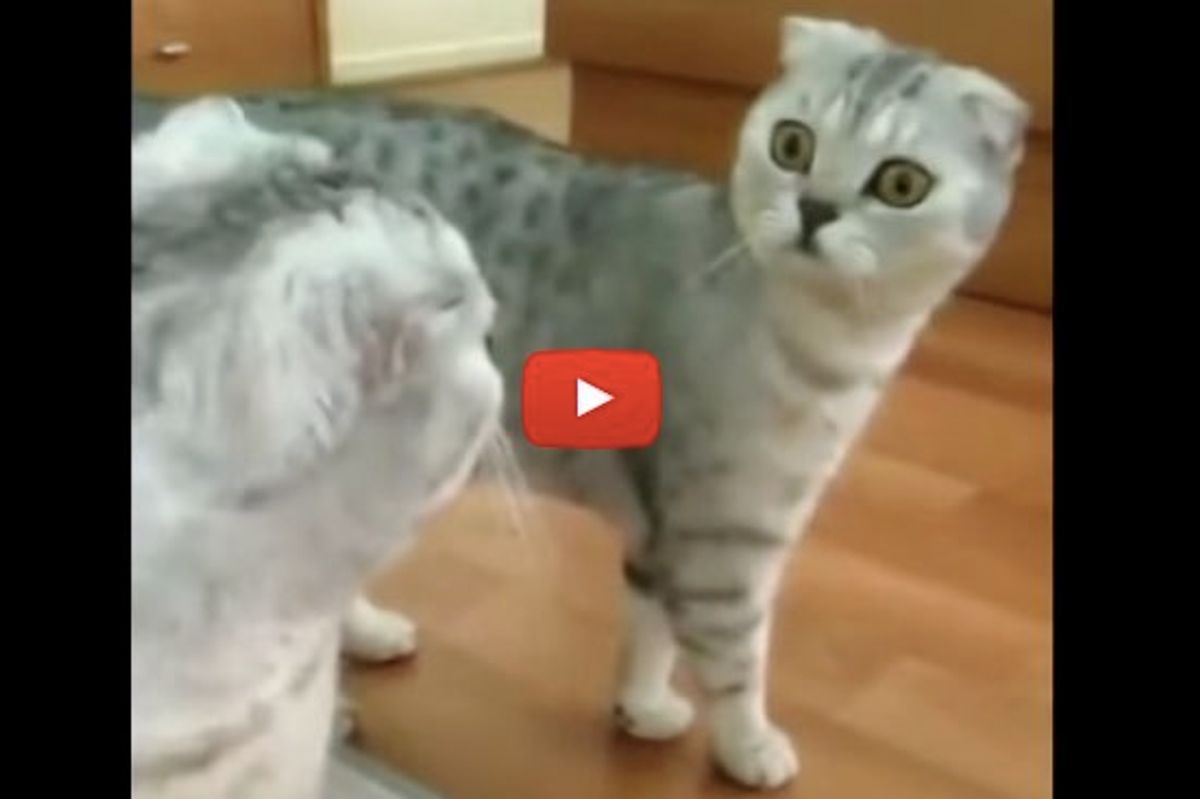 It's Bound to Happen... When You have a Mirror in the House!