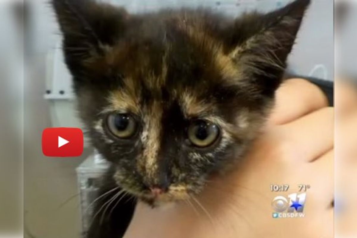 Man Jumps 10 Feet Down to Rescue Kitten in Storm Drain Despite Warnings Not To