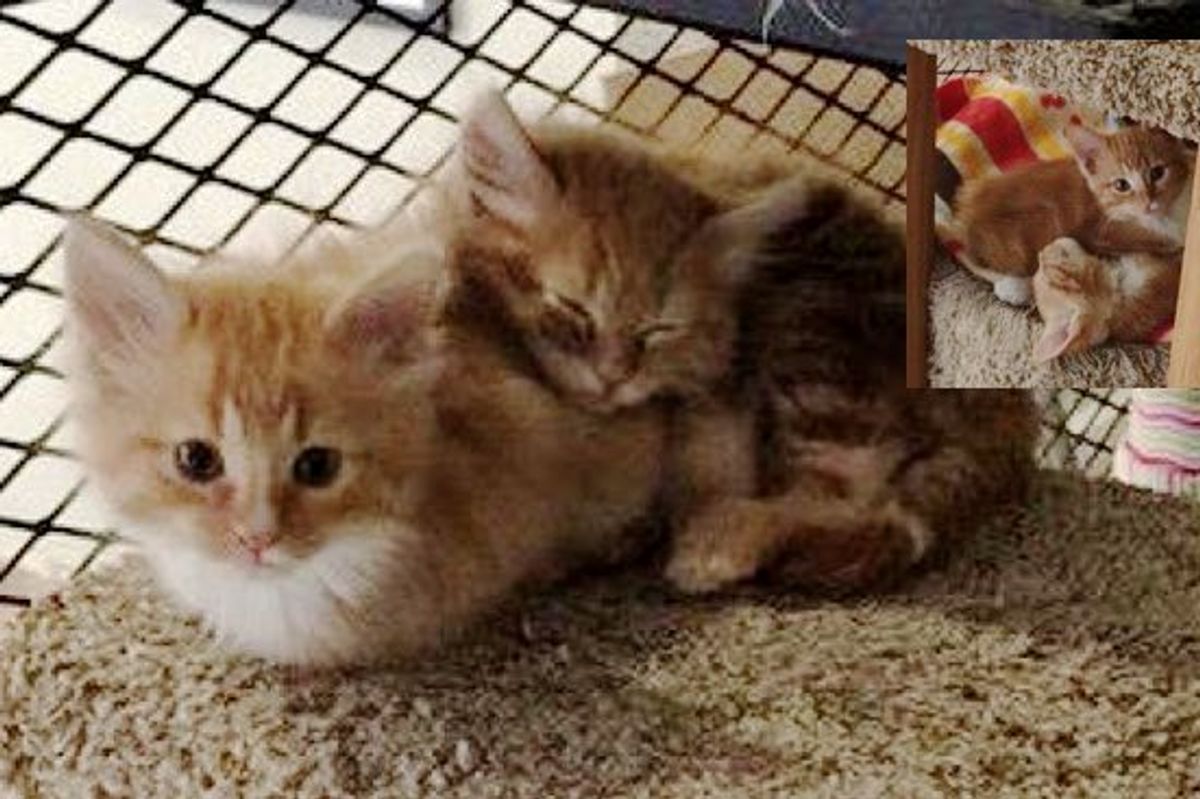 Office Sets Up 'Cat Library' for Rescue Kitties. Employees Can Hang out With Them and Help Them Find Homes!