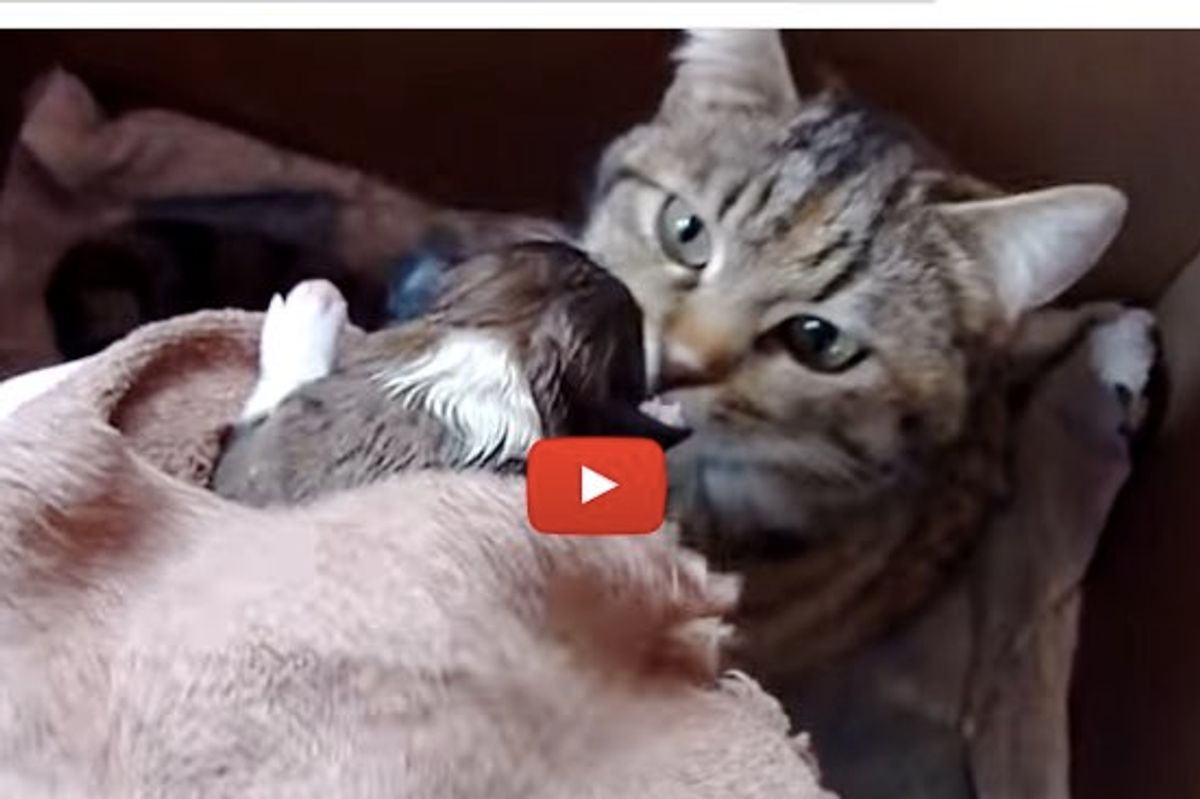 Momma Cat Hears a Baby Pup Crying. Her Reaction is Just Precious!