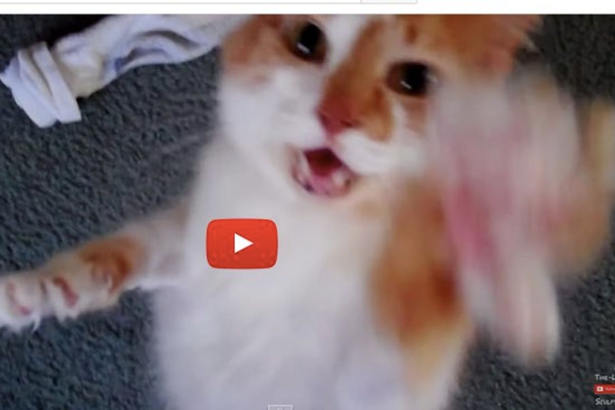 Meet Gizmo the Cat! He Speaks Kitty but Understands Human!