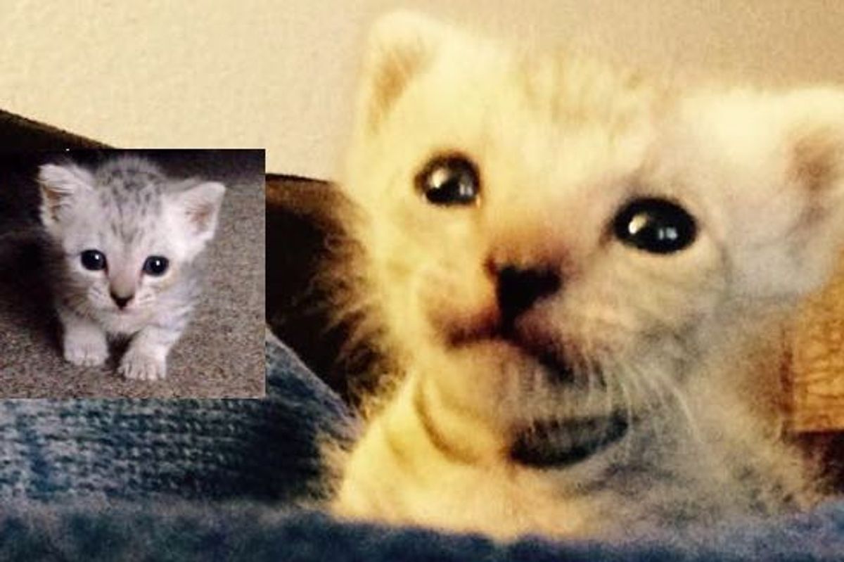 Yoda the Kitten Found at Doorstep but Not Ready to Give up!