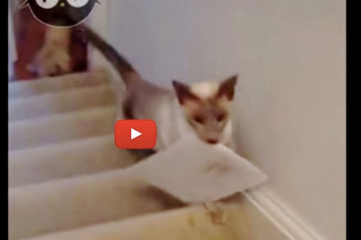 Frankie the Cat Gets Mail for His Human Mom Every Day!