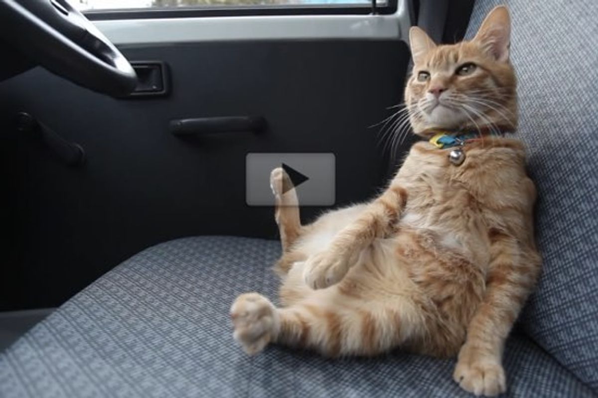 Ginger Cat Decides to Hop into Driver's Seat and Sit Like Human!