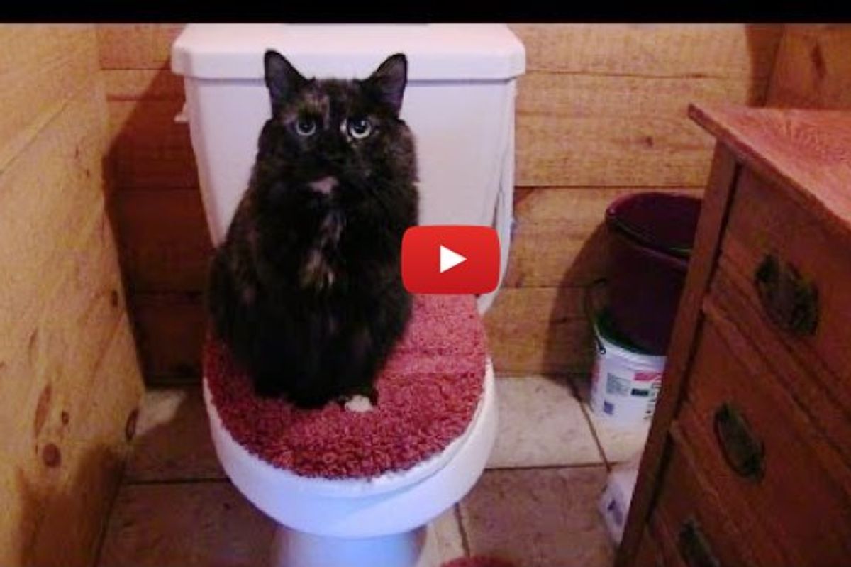 This is Why the Human Can Never Use the Bathroom Alone! Can You Relate?