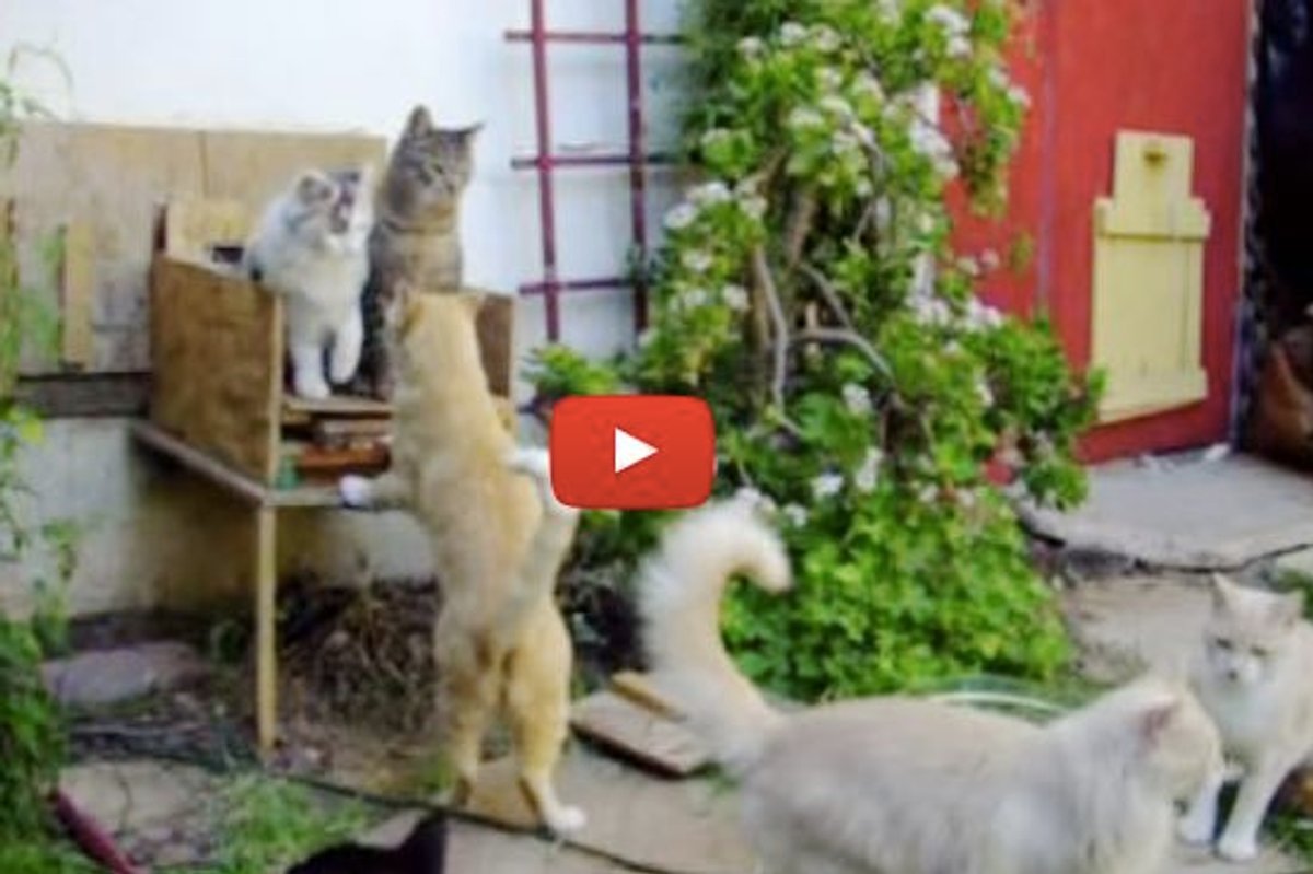Man Turns His Home into Haven for Feral Cats and Tames Them for Chance at Better Life