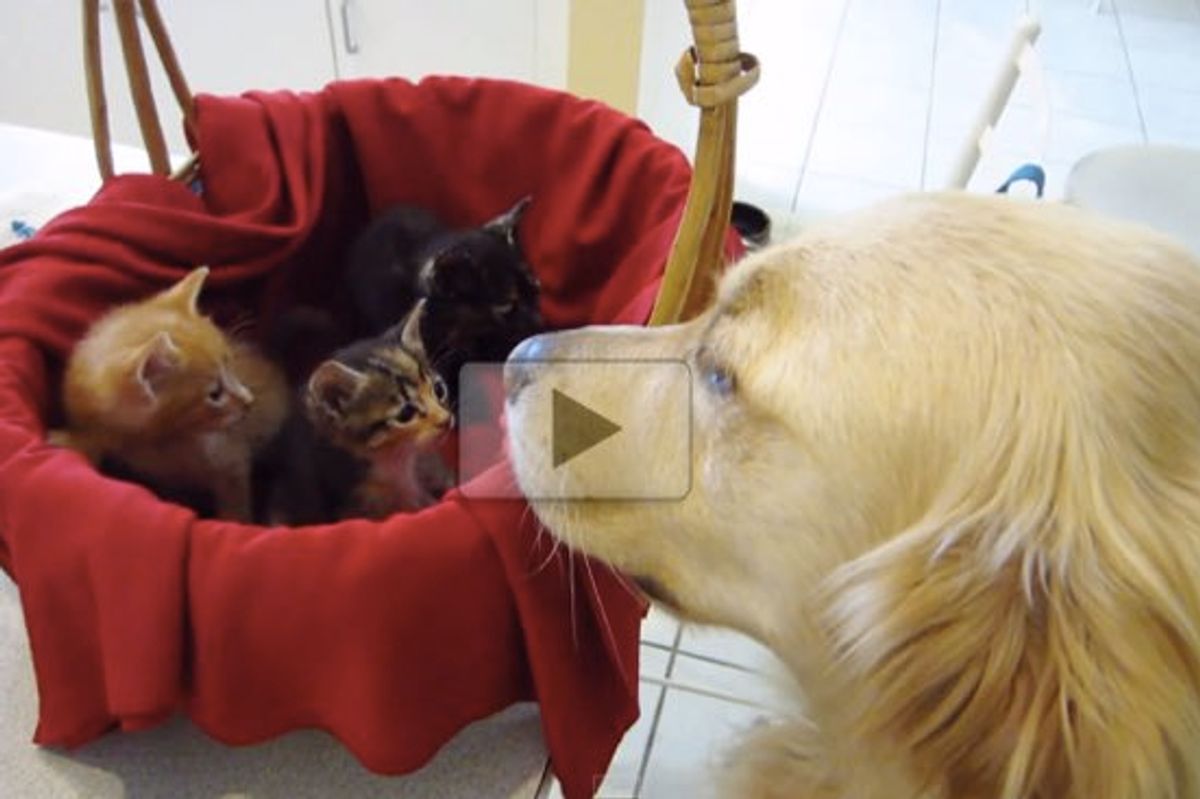 These Three Kittens Never Had a Dad Until They Met a Golden Retriever Dog