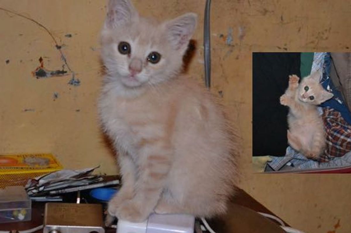 A Kitten Rescued from a Slum in Kenya, His Journey Then and Now!