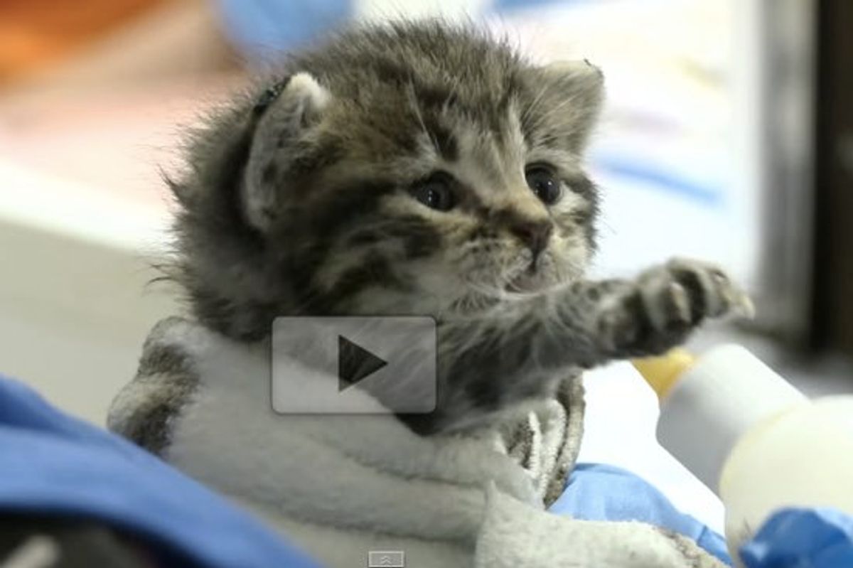 This Baby Kitten Trying to Learn to Use His Bottle. It just Tugs Your Heart Strings