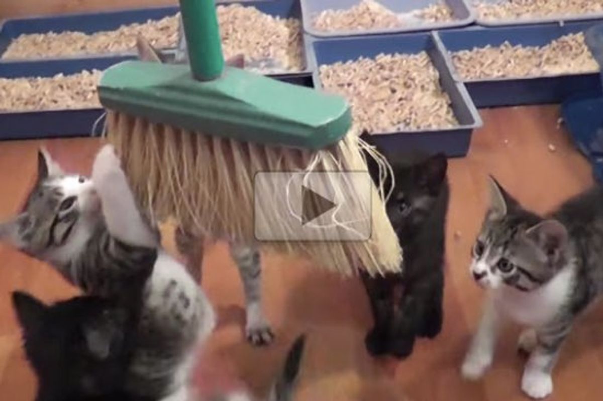 This is Why They Rarely Sweep with All These Kittens in the House!