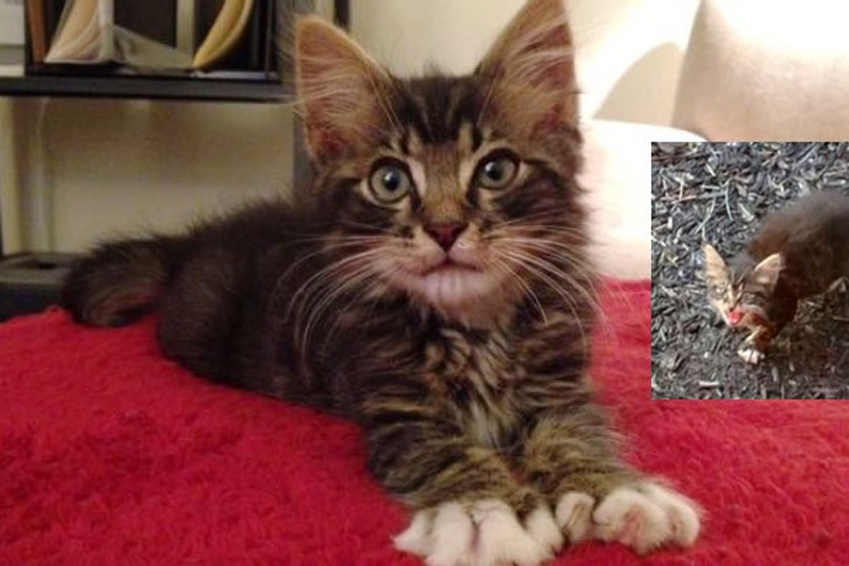 Walter the Cat Goes from a Stray Hiding Under a Shed to the King of the House!
