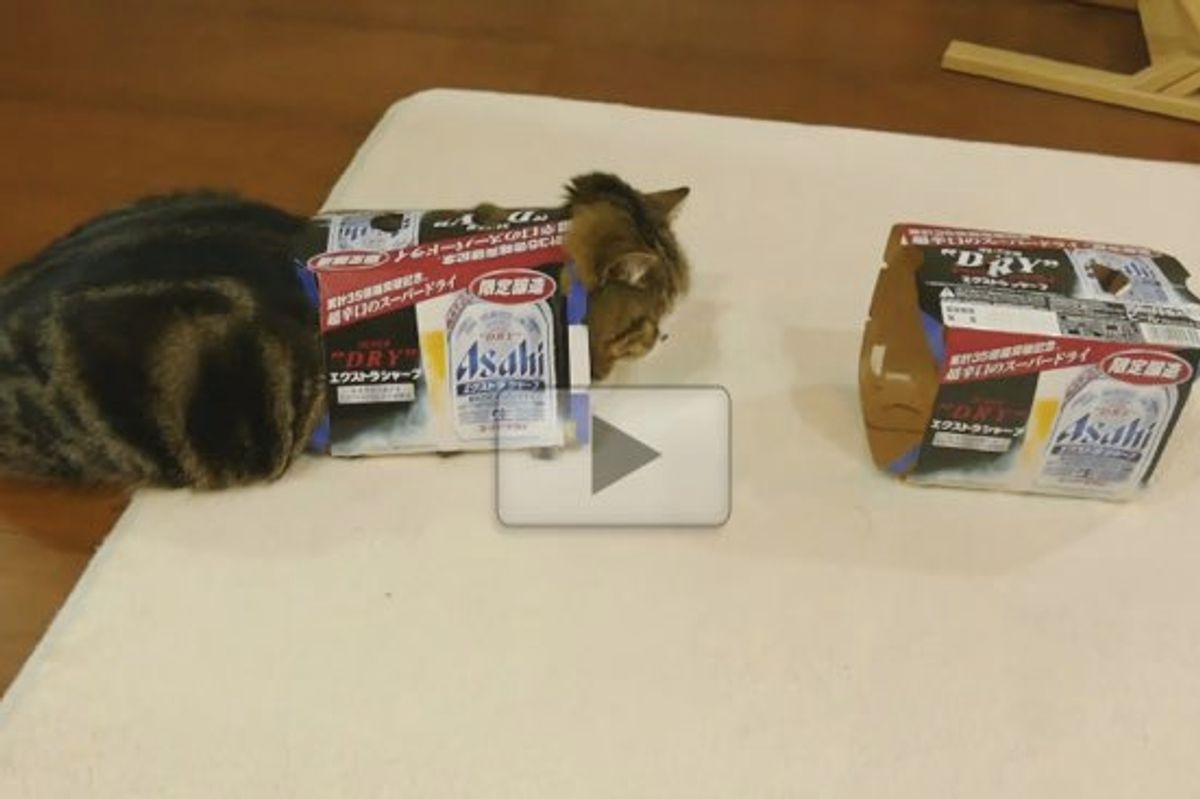 When You Give Maru a Box While He's in Another One, This Happens...