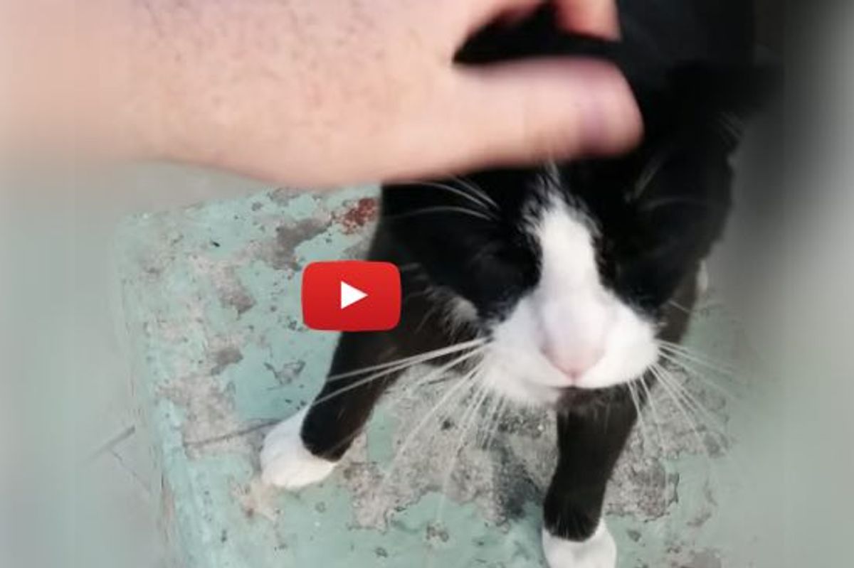 This is Dude the Cat Running to Greet His Dad, Telling Him All About His Day