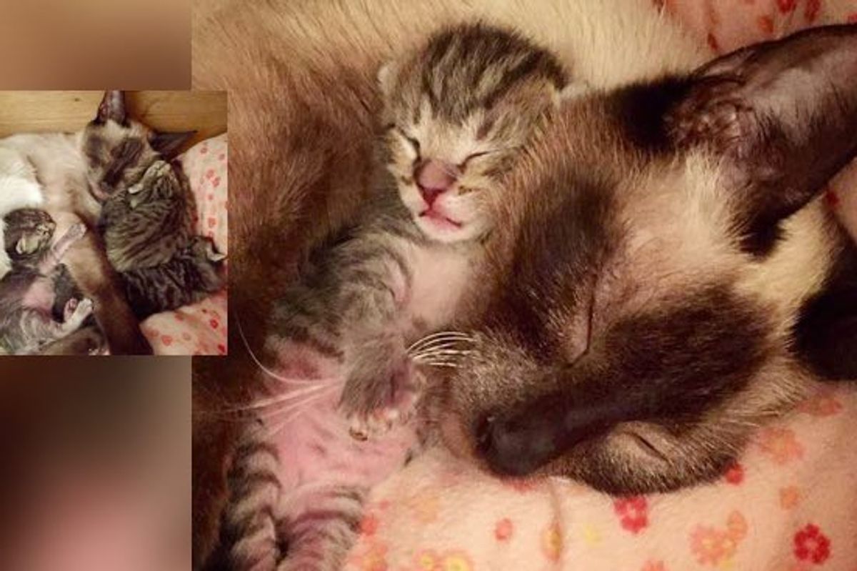Rescue Siamese Cat Gives Birth to Four All Stripey Tabbies!