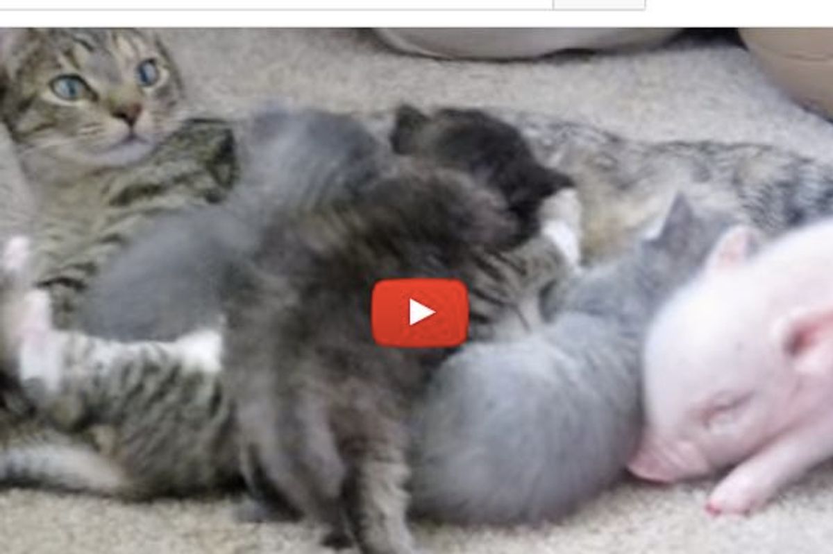 Steward the Piglet Thinks He's a Kitten!