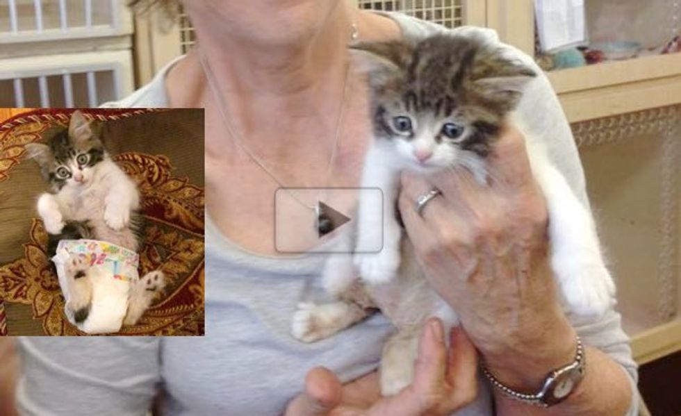 This Special Kitty May Need to Wear a Diaper Everyday But He's the Happiest and Sweetest Cat Ever!